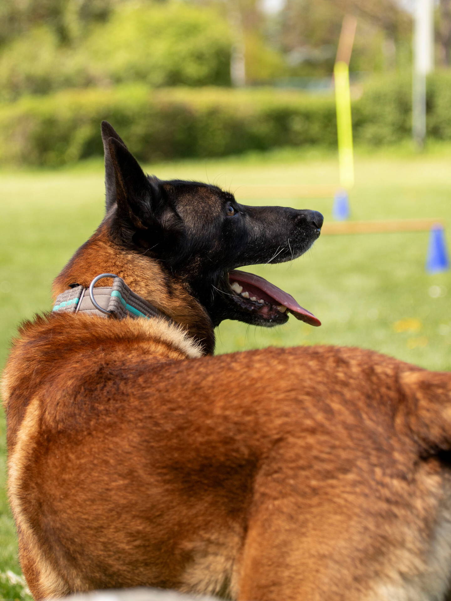 VdH Zuffenhausen SWVH KG 10 Kreismeisterschaft 2026