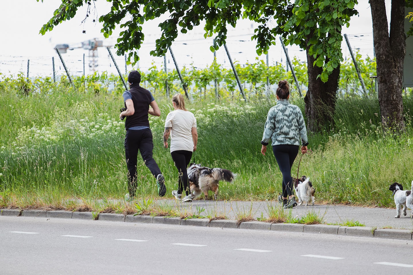 VdH Zuffenhausen Begleithundeprüfung BH/VT Impression