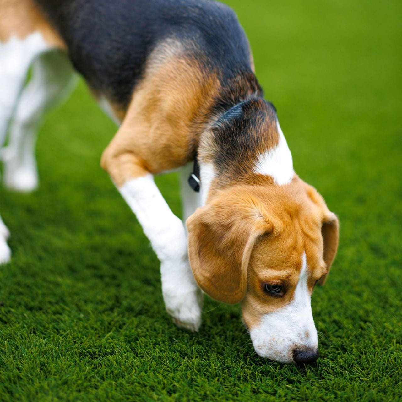 Foto von Fährtenlesen