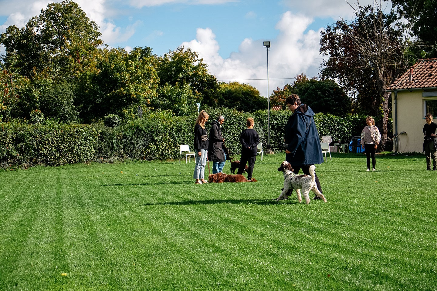 VdH Zuffenhausen Junghundeschule Impression