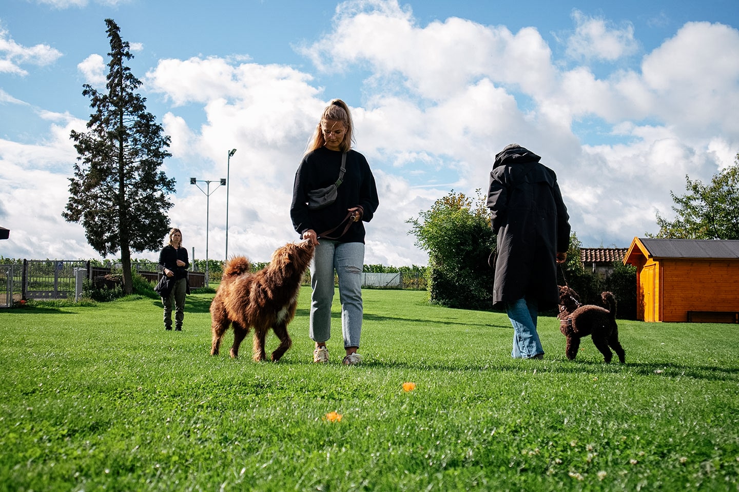 VdH Zuffenhausen Junghundeschule Impression