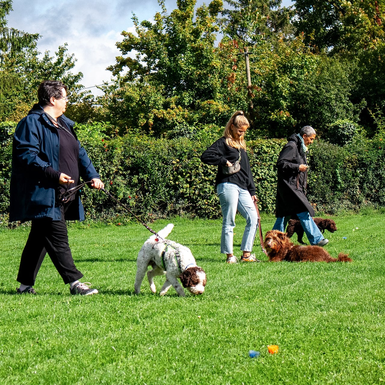 Foto von Junghundeschule