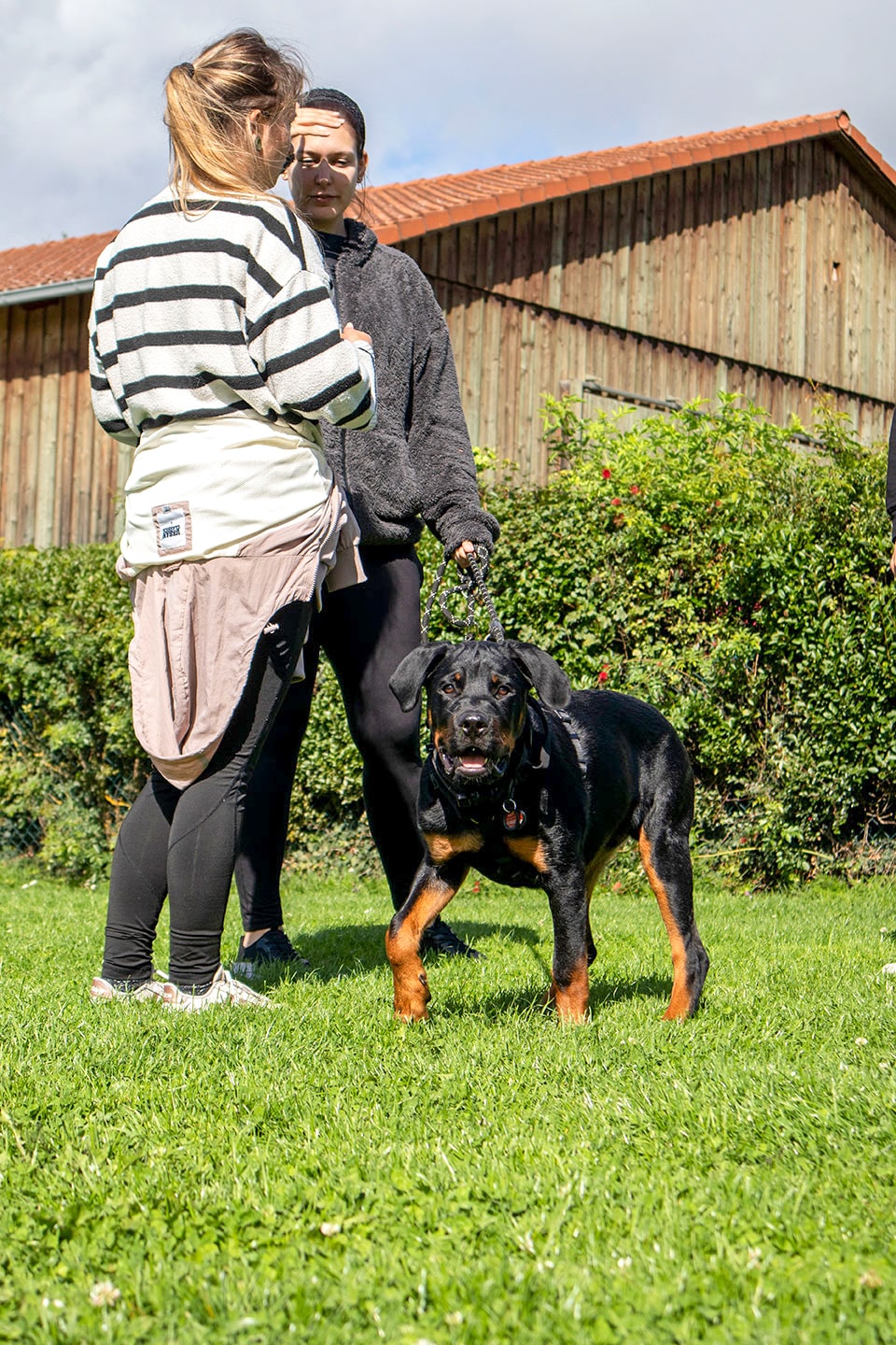 VdH Zuffenhausen Welpenschule Impression