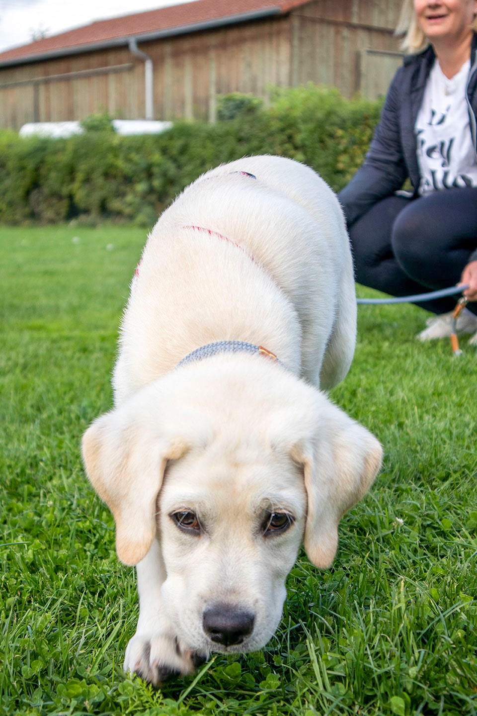 VdH Zuffenhausen Welpenschule Impression